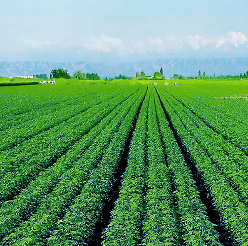   南通市农村专业技术协会